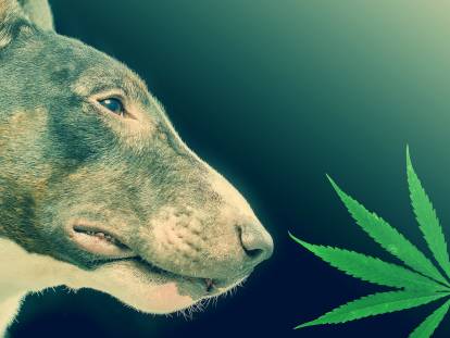 Un Bull Terrier renifle une feuille de cannabis