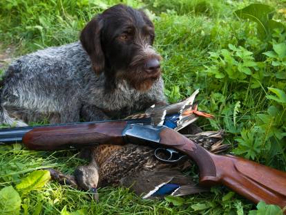 Un chien de chasse allongé à côté d'un fusil et d'un oiseau abattu