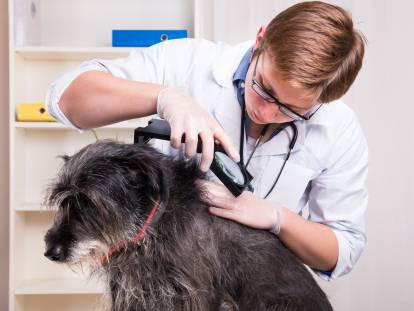 Démodécie : symptômes, causes et traitement de la gale démodécique du chien