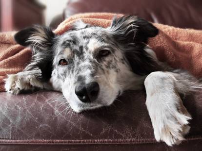 Symptômes du chien : reconnaître les maladies des chiens
