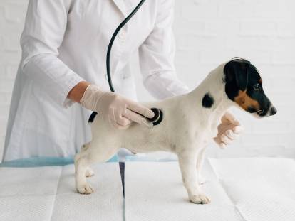 Un vétérinaire écoute le coeur d'un chien avec un stéthoscope