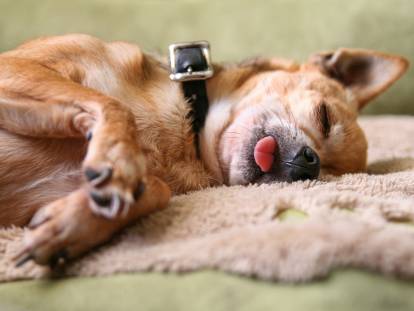 La narcolepsie chez le chien : causes, symptômes, traitement...