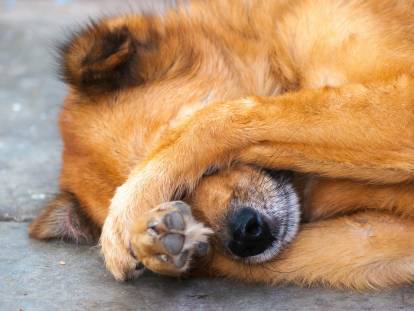 Un chien roux se cache les yeux avec les pattes
