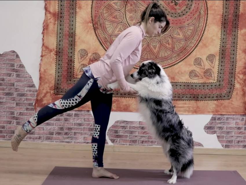 seance de yoga pour chien doga avec un berger australien video