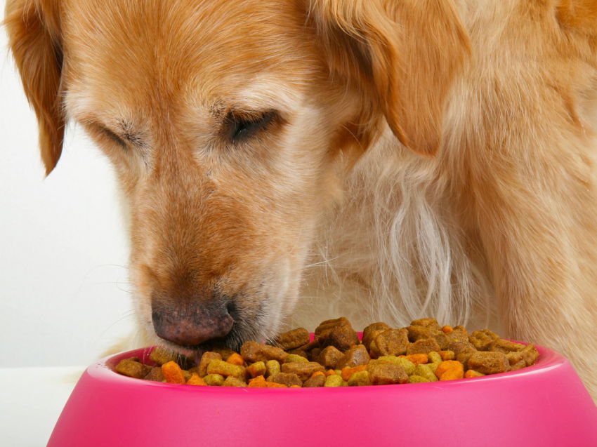 Choisir une alimentation adaptée à son chien