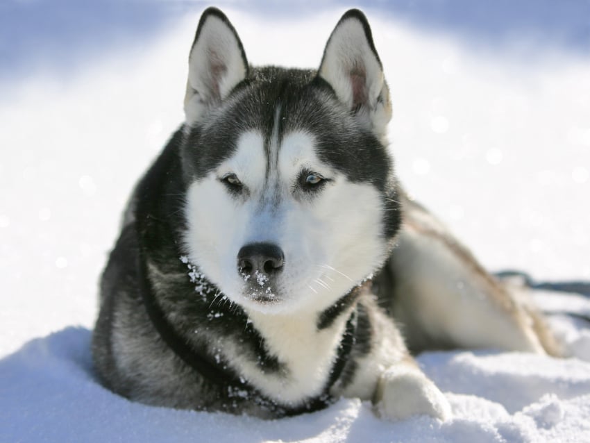 5 conseils pour prot ger les pattes de son chien  en hiver 