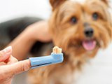L'entretien et le brossage des dents du chien