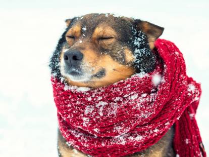 Protéger son chien contre le froid en hiver
