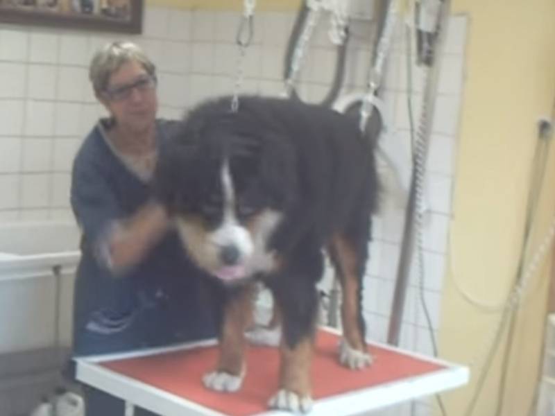 Toilettage D Un Bouvier Bernois Video