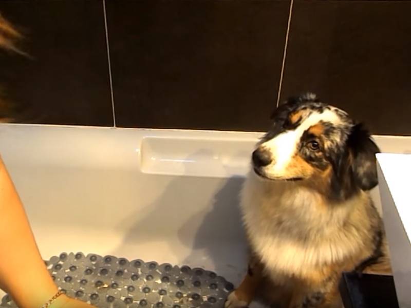 apprendre à toiletter son chien