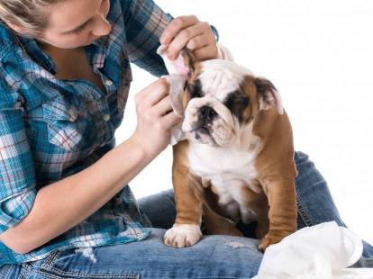 Bulldog qui se fait nettoyer les oreilles par son maître