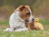 Un Amstaff et un caneton