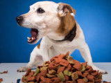 Certaines croquettes rendent-elles les chiens obèses ?