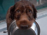 La chimiothérapie pour les chiens