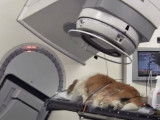 La radiothérapie pour un chien