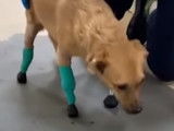 Un chien amputé des quatre pattes recommence à marcher