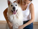 Comment masser son chien