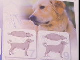 Comment savoir si un chien est en surpoids, et que faire