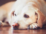 Un chien Labrador souffrant d'anémie