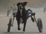 Un refuge équipe des chiens handicapés de fauteuils roulants