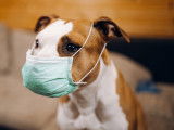Un chien avec un masque pour se protéger de la grippe