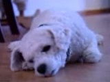 Un chien narcoleptique qui s'endort à tout moment n'importe où