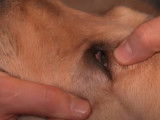 Chien de chasse blessé : comment réagir