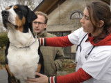 Comment soigner un chien blessé par un sanglier