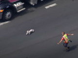 Un chien échappé sur l'autoroute sème ses poursuivants... et la pagaille