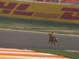 Un chien s'invite sur le circuit pendant un Grand Prix de Formule 1
