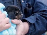 Un chiot sauvé d'une canalisation après 12 heures d'enfer
