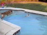 Une chienne se jette à l'eau pour sauver son chiot