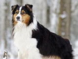 Hypersensibilité médicamenteuse : la mutation du gène MDR1 chez le chien