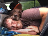 Un dernier road-trip pour un chien atteint d'un cancer