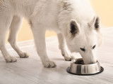 Un beau chien blanc mange dans sa gamelle