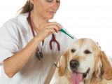 Vermifuger son chien : pourquoi, quand et comment ?