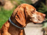 Un chien portant un collier antiparasitaire