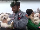 Trois chiots sauvés à la suite d'une avalanche en Italie