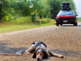 L'assurance pour chien : un moyen de limiter les abandons et les euthanasies ?