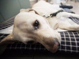 Un chien malade allongé sur un canapé