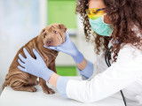 La première visite d’un chiot chez le vétérinaire
