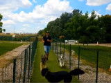 Le chien et les fortes chaleurs