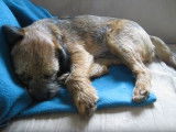 Un Border Terrier hilare pendant son sommeil