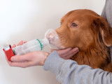 Un homme met un inhalateur à son chien asthmatique