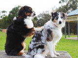 Massage pour chien : comment masser son chien ?