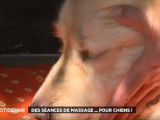 Séance de massage pour chien