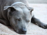Un chien gris malade couché sur la moquette