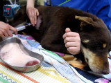 Un vétérinaire retire du liquide dans l'abdomen d'un chien