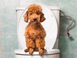 L’incontinence chez le chien : causes et traitement