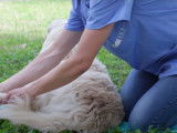 Masser son chien